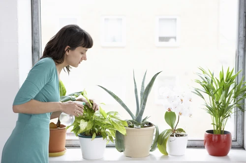 Verzorg je kamerplanten tijdens je vakantie